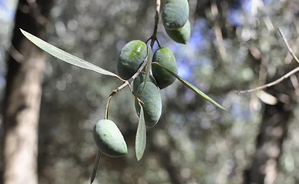 variedad aceituna picual 