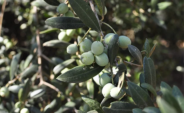 aceituna arbequina