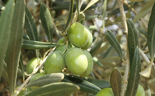 variedad de aceituna hojiblanca
