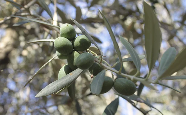aceituna manzanilla sevillana