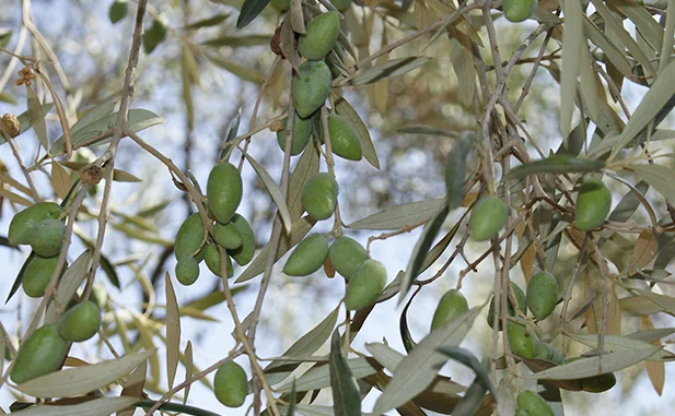 variedad cornicabra