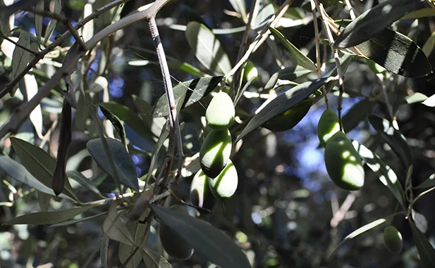aceitunas empeltres