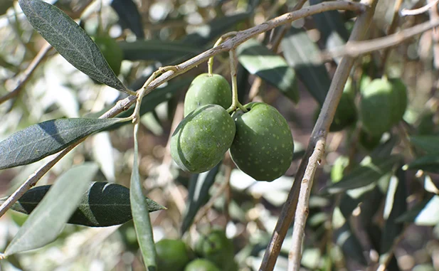 aceitunas verdial