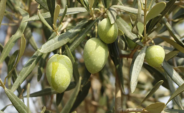 aceitunas gordales