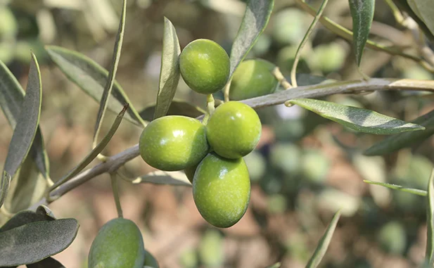 changlot real aceituna