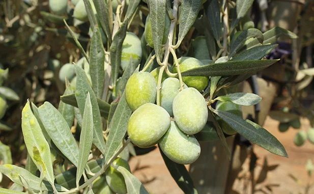 aceitunas royal