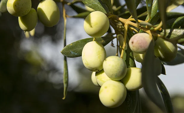 arbosana