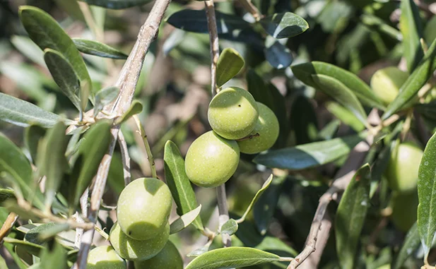 aceitunas picudo