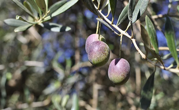 aceitunas aloreñas