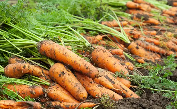 zanahorias