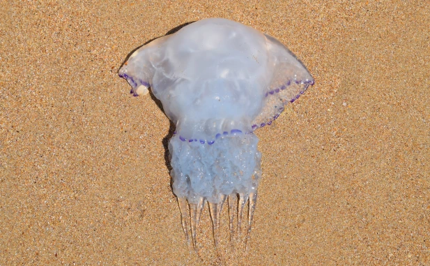 Cómo prevenir una picadura de medusa en la playa