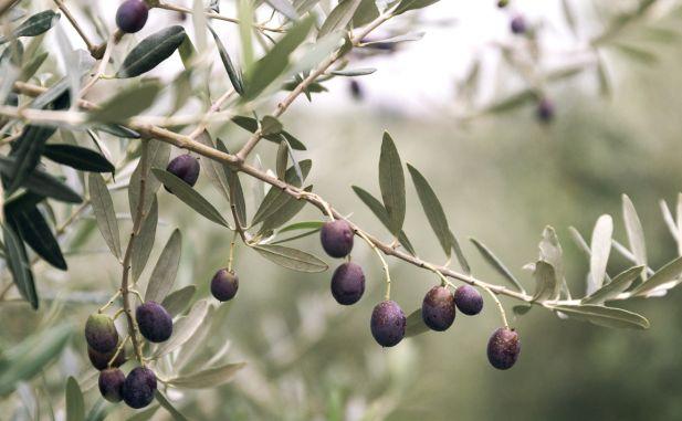 Olivar con cielo nublado tras lluvias intensas